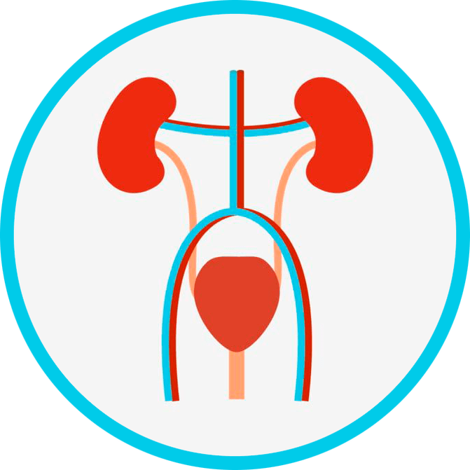 Anatomía del sistema genitourinario.