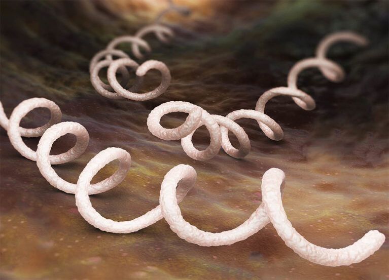 Treponema agente causante de la prostatitis.
